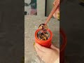 【余分なものを溜め込まない】気持ちいい毎日の秘密/小豆 ハトムギ 棗の食べられるお茶