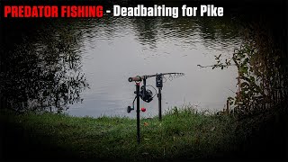 Deadbaiting for Pike on Cotswold Gravel Pit  CRAZY Action!