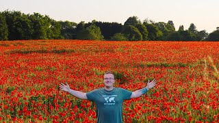 LOOK At This BEAUTIFUL Poppy Field!
