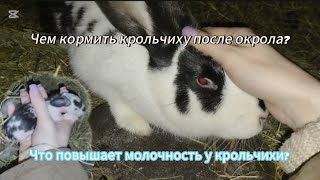 видео: Чем кормить крольчиху после окрола? Кролики. Канал для КРОЛИКОВОДОВ  #bunny #rabbit картинка: Чем кормить крольчиху после окрола? Кролики. Канал для КРОЛИКОВОДОВ  #bunny #rabbit