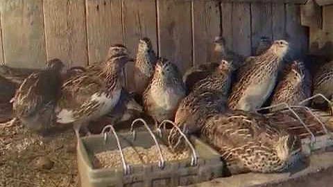 Советы начинающим перепеловодам / Tips for Raising Quail for Beginners