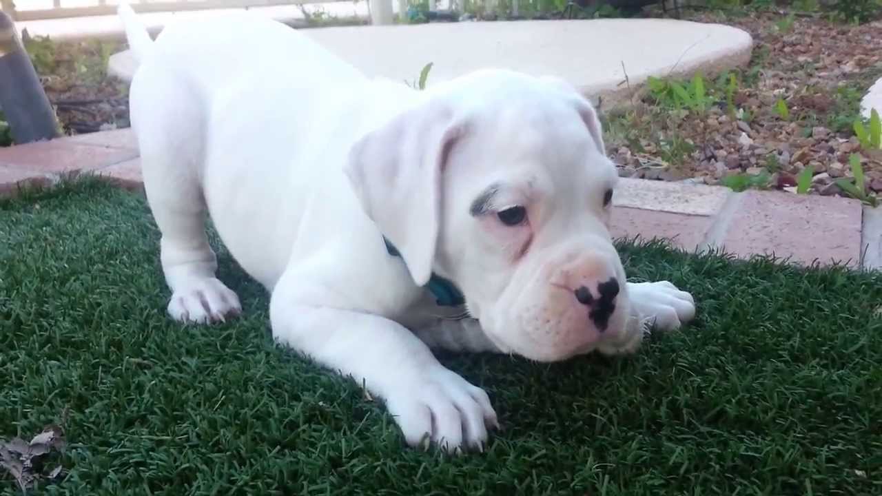 7 week old american bulldog puppy