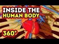Inside the Human Body: Exploring Vital Functions and Fascinating Processes