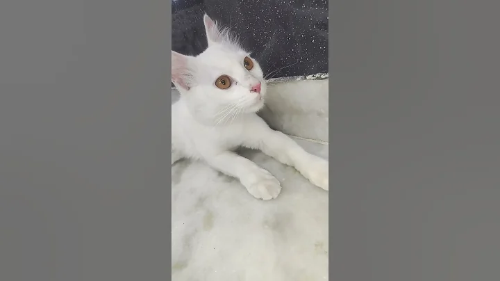 Video 11061971: cute turkish angora cat