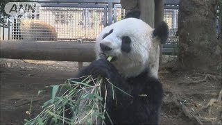 待望の赤ちゃんは？　上野動物園　パンダの展示再開(17/03/01)