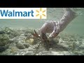 Walmart Catch n' Cook Challenge - Crawfish and Trout Edition!