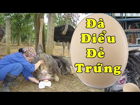 Video Cận cảnh Đà Điểu Khổng Lồ đẻ trứng - youtube