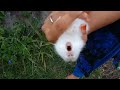 Bunny rabbit scream  the cutest baby bunny rabbit compilation ever  gappus family