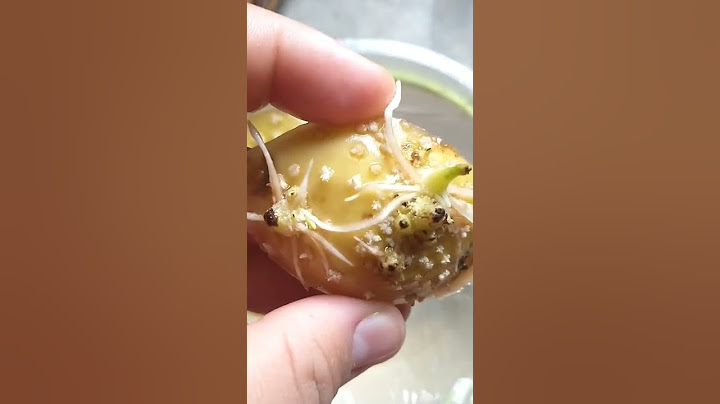 Batata inglesa- Veja como fazer muda para plantar.
