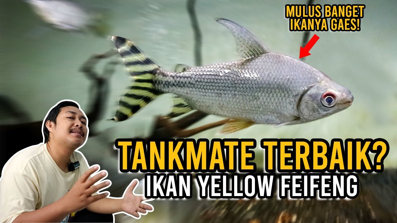 TANKMATE TERBAIK??? REVIEW IKAN YELLOW FEIFENG - YouTube