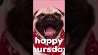 Dog gifs clips video happy Thursday.👍👍👍🐶🐕🐕🐶🐶🐶🌞🐶🐶￼