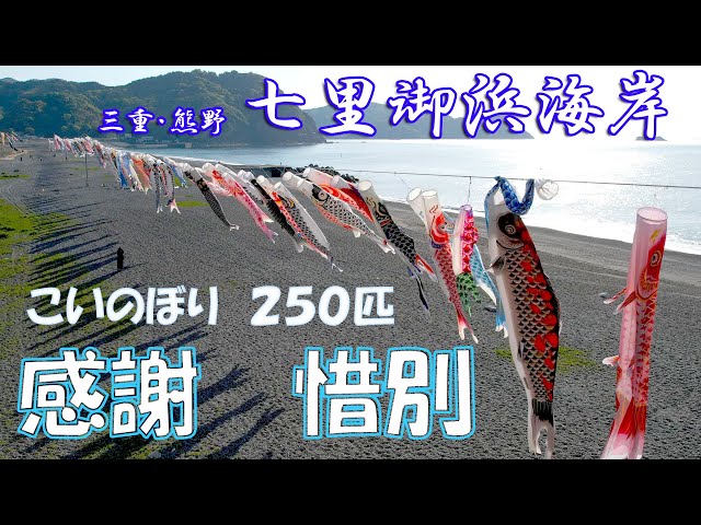 Thank you! Farewell! 250 carp streamers at Shichiri Mihama Beach