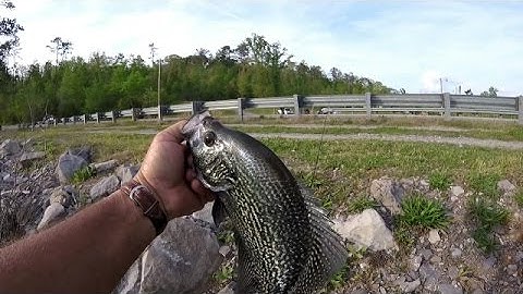Crappie Fishing Post Spawn - Lake Guntersville