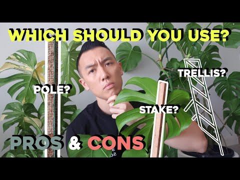 How to use a stake, moss pole & trellis for your Monstera / indoor plants + Pros & Cons