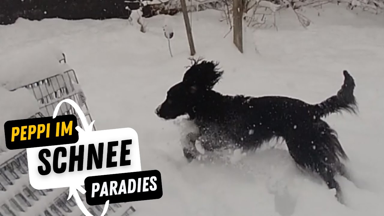 Schneeeeeee! #peppitheworkingcocker #frompuppytopro