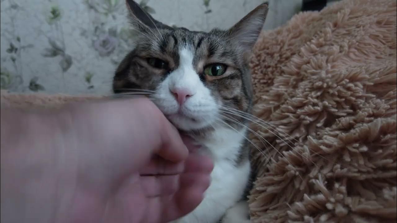 Кошаки - YouTube