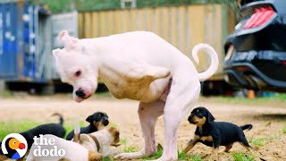 2Legged Dog Has The Cutest Reaction To His Foster Puppies | The Dodo