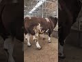Big Simmental bull 🐄🥩😱 #bull#simmental#bullfarm #cow#bigcow#bigbull#big #shorts#cattlefarm#fyp#fy