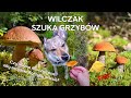 Wilczak Czechosłowacki szuka grzybów w polskim lesie
