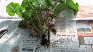 How to overwinter geraniums