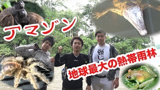 【アマゾン1】命がけ野生のワニ・タランチュラたちとマジで遭遇した…。