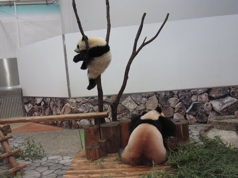 優浜の不思議な爆睡 panda lover