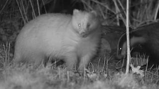 Raytec Ir Observes Badgers In Their Natural Habitat