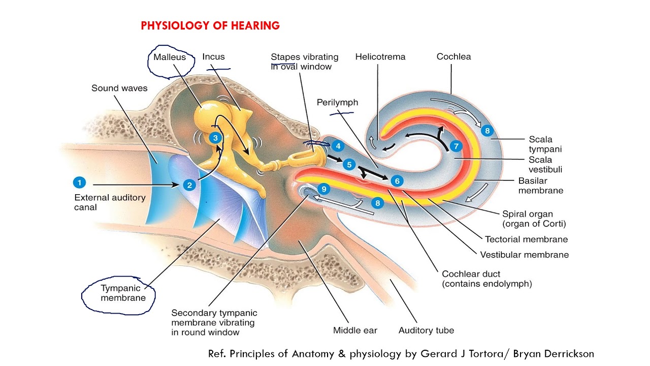 3 отдела улитки. Преобразование звука в нервный Импульс. Слуховой анализатор строение улитки. Схема проведения звуковой волны. Передача звука в слуховом анализаторе.
