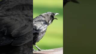 What Is This Crow Yelling About?