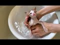 側溝にいた子猫を初めてお風呂に入れました【子猫成長記録#４】