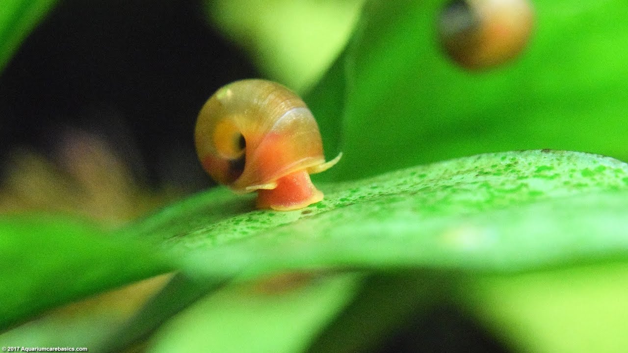 Life Cycle of a Ramshorn Snail 