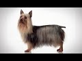 ABC Canino - Silky Terrier - legendado português.