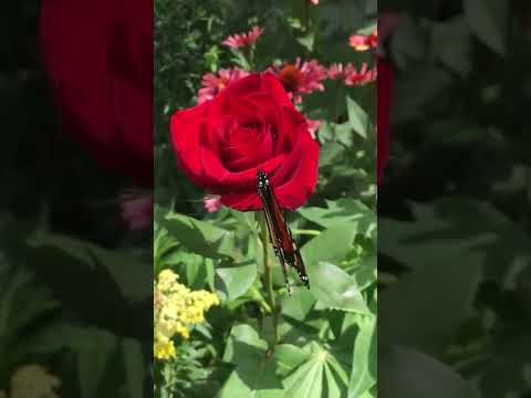 Sounds app / O ki, yarattığı herşeyi güzel yarattı.|Secde suresi,7.ayet|🌹🦋