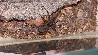 Wolf Spiders!