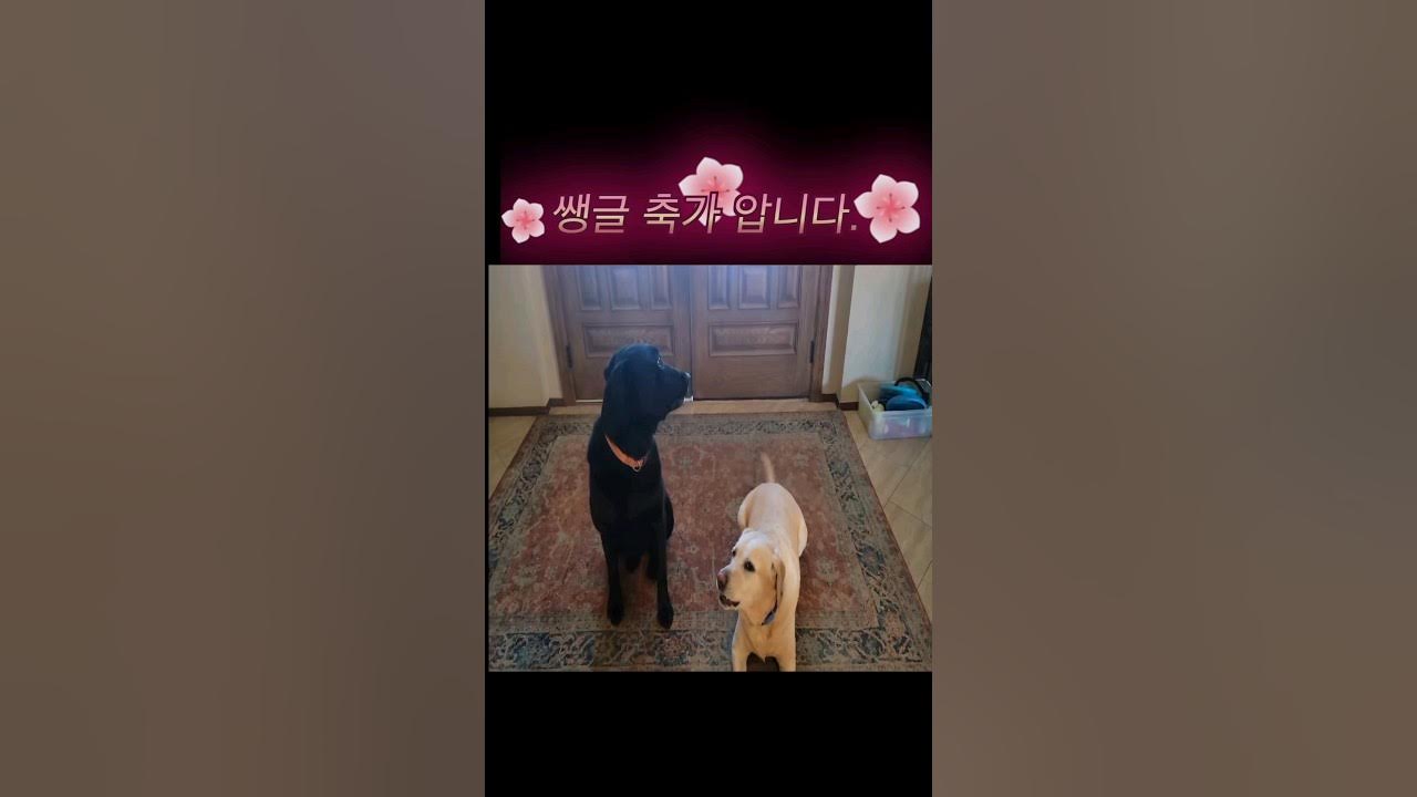 외국인이 부르는 한국 생일 축하송#외국인 한국 노래(feat 레브라도 리트리버) #shorts - YouTube 외국인이 부르는 한국 생일 축하송#외국인 한국 노래(Feat 레브라도 리트리버) #Shorts - Youtube