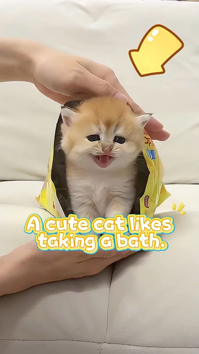 A cute cat likes taking a bath #cat #pets #shorts