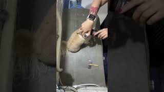 Chihuahua Simka grooming