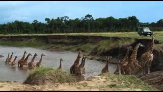 Tower of Giraffes by William Wahome  Naturalist at Mara Serena Safari Lodge