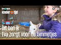 Eva zorgt voor de lammetjes 🐑🐑 (Kindertijd KRO-NCRV)