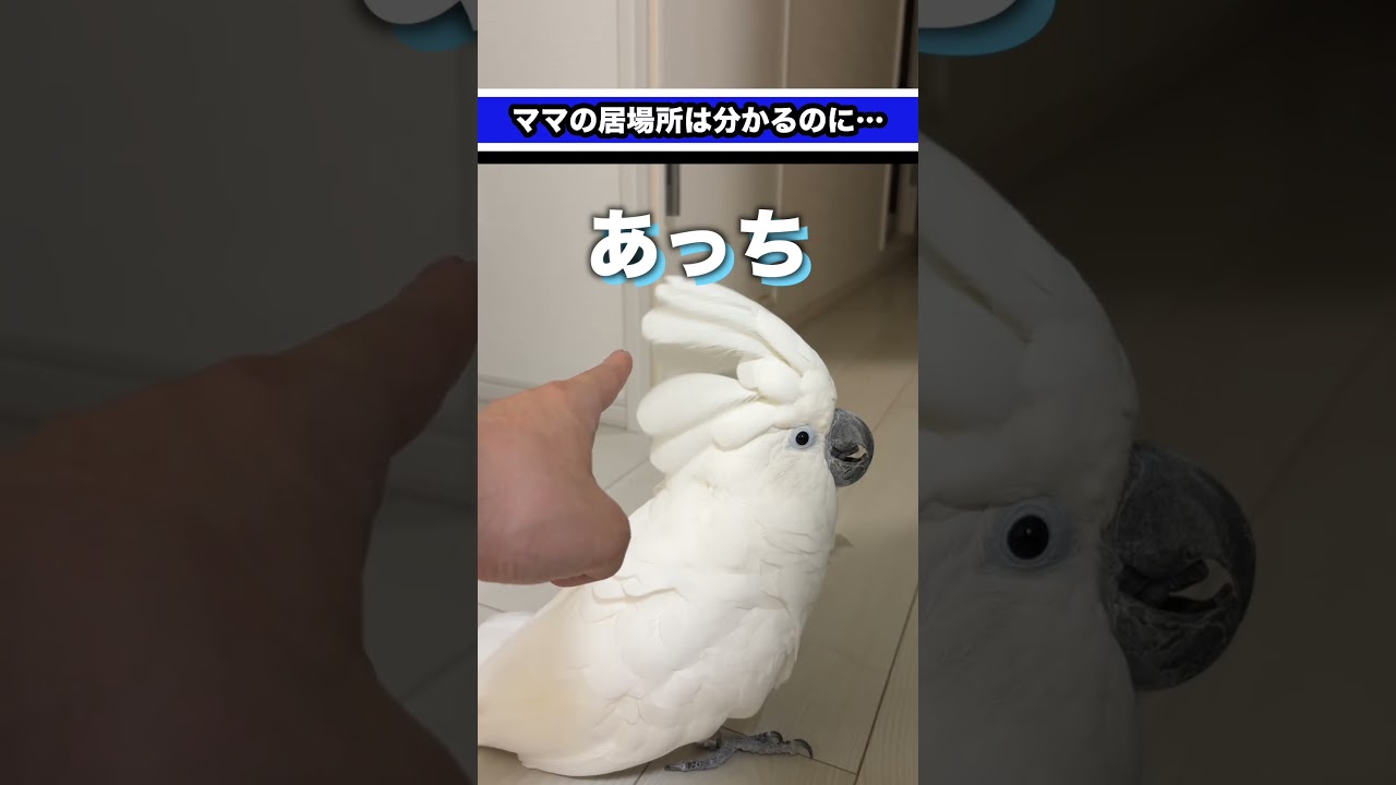 ママの気配は分かるのに、なぜか見つけられないゆきまる氏 #shorts
