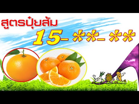 วีดีโอ: การให้ปุ๋ยต้นส้ม - แนวทางปฏิบัติที่ดีที่สุดสำหรับการใส่ปุ๋ยส้ม - การทำสวน รู้วิธี