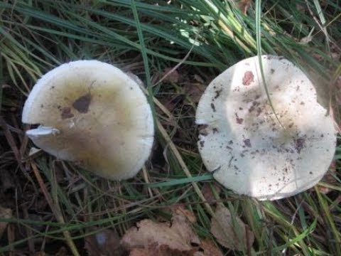 Video: Hoe Russula Schoon Te Maken?