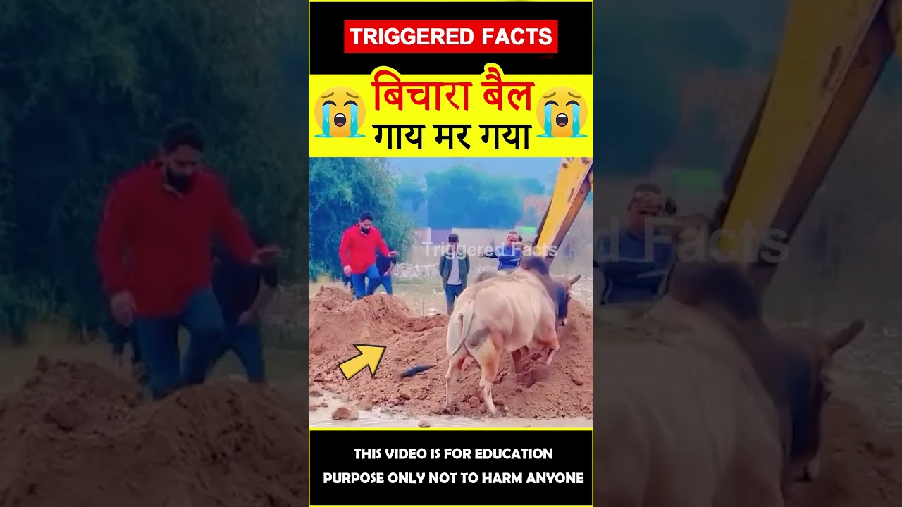 😭बिचारा बैल😭 Bull love on cow 