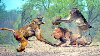 OMG: Baboon Is Too Daring And Hard Headed When Dare To Attack The Lion, Hyen Vs Leopard, Cheetah