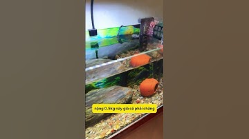 Bông lọc giá rẻ nhưng chất lượng tuyệt vời cho bể thủy sinh! #notashopvn #tuanaquarium #fish #fyp