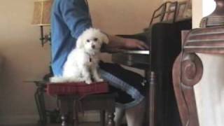 Video thumbnail of "A Rocket to the Moon- Baby Blue Eyes Piano Cover"