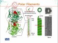 BIO734 Advances in Cell Biology Lecture No 165