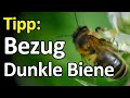 Kauf-Tipp: Dunkle Biene in Deutschland kaufen, aber wo? Bezugsquelle Dunkle Bienen für Imker