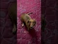 stand practice #dog #pets #tamil #dachshund