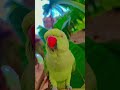 papa ko kaise bulate hai #comedy #greenparrot #anuandsuji #parrot #funny